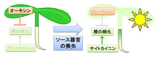 東大、葉緑体の分化抑制の仕組みを解明して植物の根を緑色にすることに成功