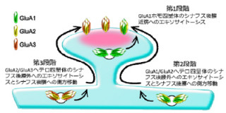 京大、新実験手法で学習・記憶の「長期増強」時のAMPA受容体の変化を観察