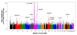 理研など、日本人の関節リウマチ発症に関与する新たな遺伝子領域を複数発見