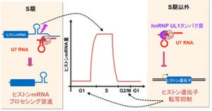 産総研、「U7 RNA」が状況に応じて2つの遺伝子制御を行なうことを発見