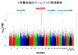 理研、日本人の2型糖尿病の発症に関わる新たな遺伝子領域「ANK1」を発見