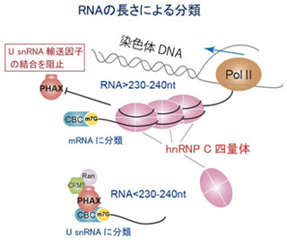 京大、分子のものさしがRNAの長さを測る事で違う細胞に仕分けることを発見