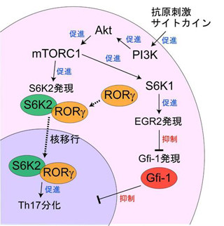 慶応大、自己免疫疾患の原因となる免疫細胞が増える新たな仕組みを発見