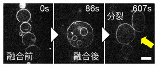 初期生命の細胞分裂を再現!? - 阪大ら、モデル細胞膜の自発的な分裂に成功