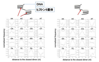 東大、菌類におけるヌクレオソーム位置取りの保存性と多様性を確認