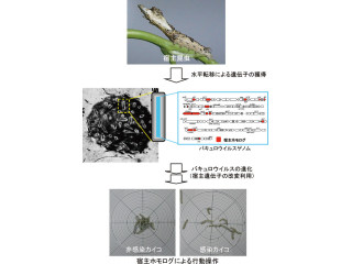 東大、バキュロウイルスが宿主の行動を巧みに操作している仕組みを解明