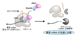 東北大、遺伝病の原因となる異常タンパク質の合成を抑制する仕組みを発見