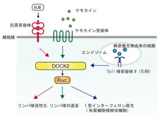 九大など、免疫応答の鍵であるタンパク質「DOCK2」の機能阻害化合物を同定