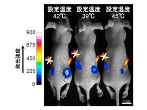 産総研、カーボンナノホーンを利用した遺伝子発現制御技術を開発