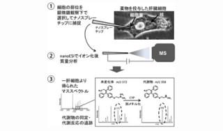 理研、「肝臓初代培養細胞」の薬物分子変化を10分弱で分析することに成功