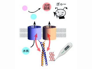 阪大、ヒトの体が体温に合わせて体内のpHを制御する仕組みを解明