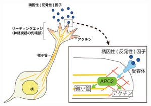 基礎生物研、脳神経系に発現する分子「APC2」が脳の層構造を作ると解明