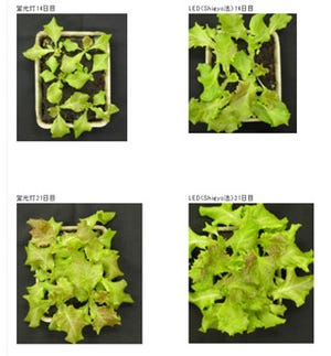 昭和電工、山口大と共同でLEDによる植物育成の新たな手法を開発