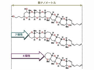 東北大、ポリ環状エーテルの人工類縁体を合成してAβの減少に成功