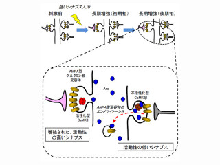 JSTなど、シナプスが外部刺激で情報伝達効率を調節する新分子機構を解明