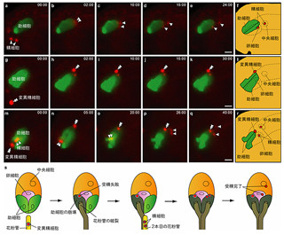 植物のめしべは受精失敗時に受精を回復する仕組みを持っている -名大が発見