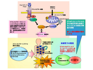 北大、役目を終えたT細胞をアポトーシスさせるタンパク質「STAP-2」を同定