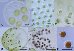 東大と慶応大、群体性緑藻「ボルボックス」で、日本産の新種2種類を