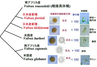 東大と慶応大、群体性緑藻「ボルボックス」で、日本産の新種2種類を発見