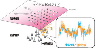 生理研など、脳表面から脳内部の神経活動を知ることができる技術を開発