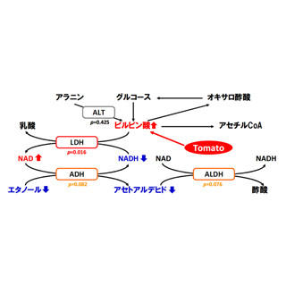 飲酒時にトマトを食べると、血中アルコール濃度が低下 - カゴメなどが確認