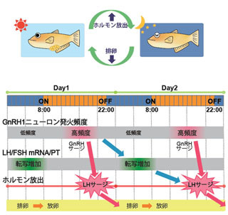 東大、動物の生殖周期を制御する脳内活動とホルモン分泌の周期性を発見