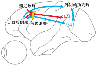 京大、視覚による物体認知は前頭前野からのトップダウン信号が重要と確認