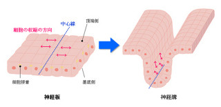 理研、脳・脊髄形成に必要な神経板湾曲の仕組みを解明