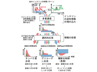 インスリンは複数の分泌パターンで3種類の分子を選択的に制御 - 東大が解明