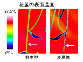 理研、植物ホルモン「アブシシン酸」の輸送体がタンパク質「NRT1.2」と解明