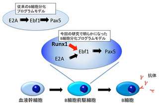 理研、血液幹細胞から「B細胞」への分化には転写因子「Runx1」が必須と解明