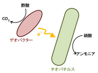 JSTなど、「微生物燃料電池」実現のカギとなる「電気共生」の関係を発見