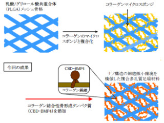 NIMSら、骨の再生を促進する「複合多孔質足場材料」の開発に成功