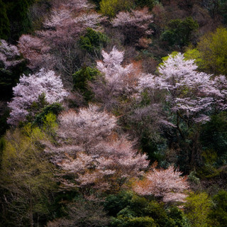 カカクコム、フォトコンテスト「桜」の受賞作品発表