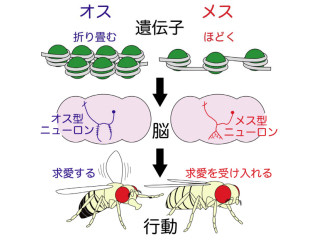 東北大、ショウジョウバエの雌雄で脳が異なる形に発達する仕組みを解明