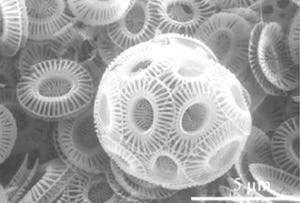 気候変動でベーリング海の植物プランクトンの優占種交代の可能性 -JAMSTEC