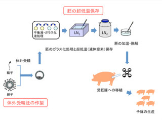 NAROなど、豚用「完全合成ガラス化保存液キット」で体外受精の出産に成功