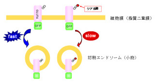 理研、目的のタンパク質だけを可視化できる蛍光イメージング技術を開発