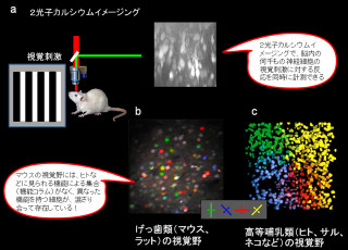 視覚野の神経細胞はどの神経幹細胞から生まれたかで機能が変化 - JSTと九大