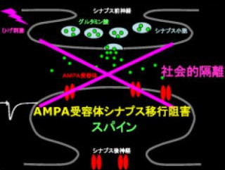 社会的に隔離された養育環境は幼児の脳回路形成に悪影響 - 横浜市大が実証