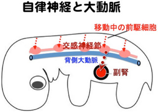 京大、個体発生過程における交感神経と副腎の形成機構を解明