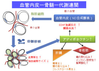 東北大、血管機能が複数の臓器・組織のネットワークで調節されていると解明