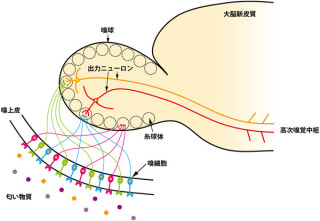 理研、T-box転写調節因子「Tbr2」が正確な臭覚情報に重要と究明