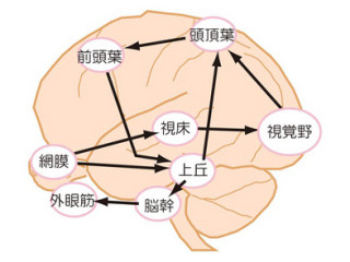 NIPS、「盲視」現象は実験室の特定条件だけでなく日常生活でも起きると実証