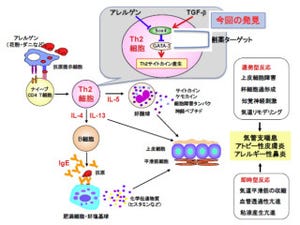 千葉大ら、液性因子「TGF-β」がアレルギー性炎症を抑える分子機構を解明