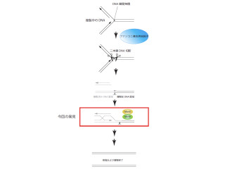 遺伝研、DNAダメージ「DNA鎖間架橋」の修復に関連する複合タンパク質を発見