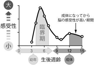 脳の視覚の形状情報抽出機能は成長の臨界期がある - 理研ら、マウスで解明