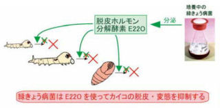 生物研など、昆虫カビ「緑きょう病菌」から「脱皮ホルモン分解酵素を」発見