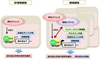 東北大など、がん細胞の悪性化をもたらす代謝制御メカニズムを究明