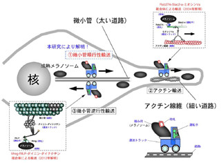 メラニン色素の「微小管順行性輸送」を制御する分子を東北大が発見